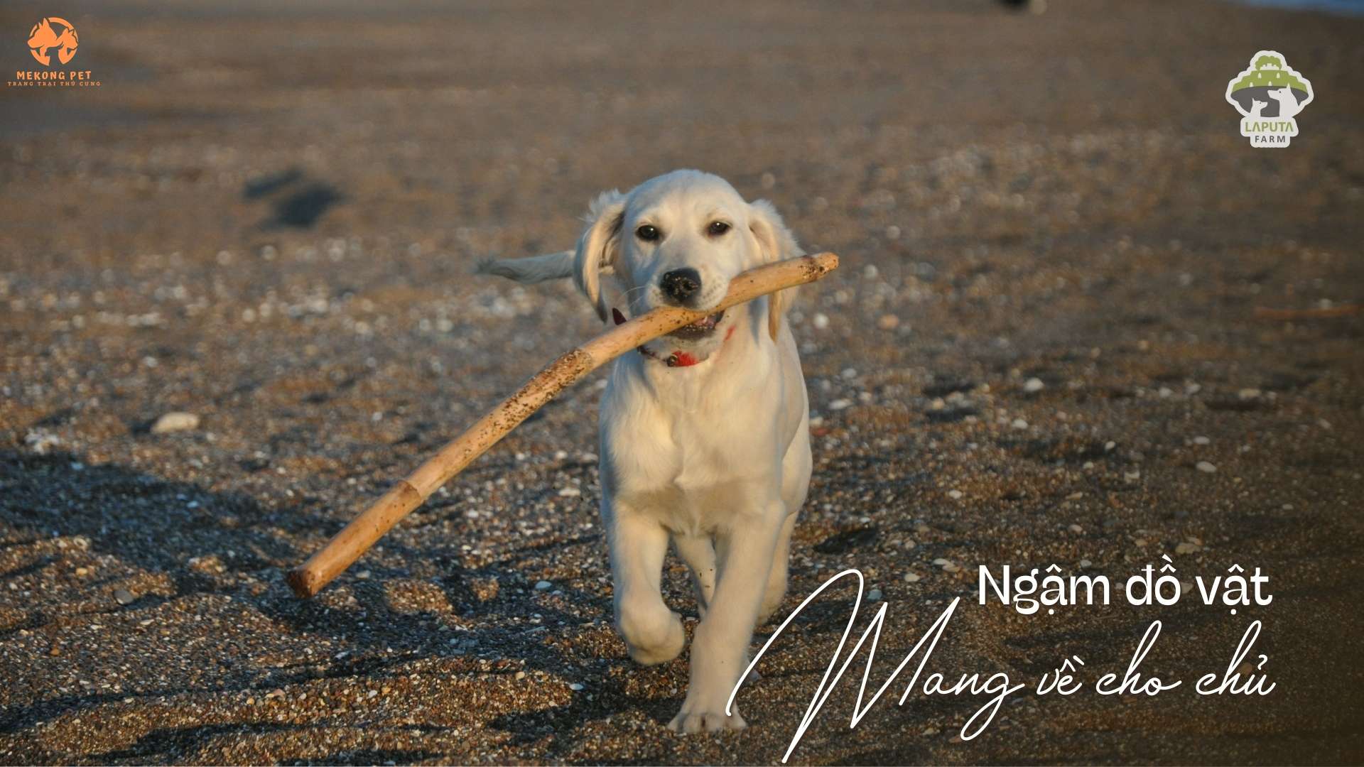 Chó golden vàng là giống chó rất dể nuôi, vâng lời, dể huấn luyện